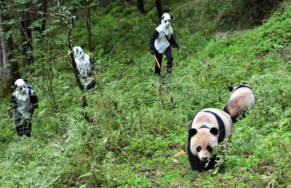 panda hunters