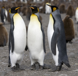 Penguins